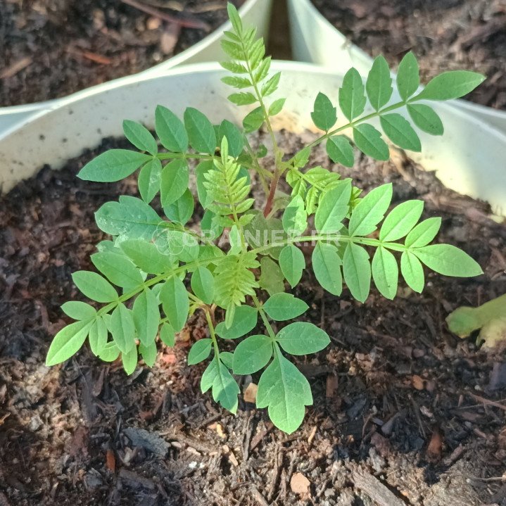 Flamboyant bleu, Jacaranda Mimosifolia image